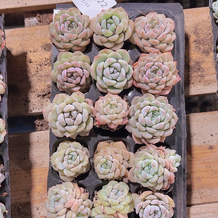 直播一物一拍多肉22