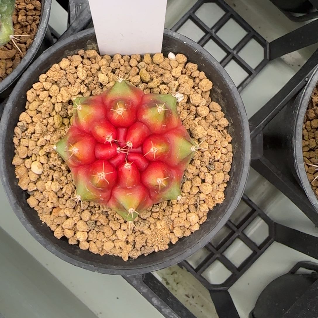 55-0226candy脱土发多肉