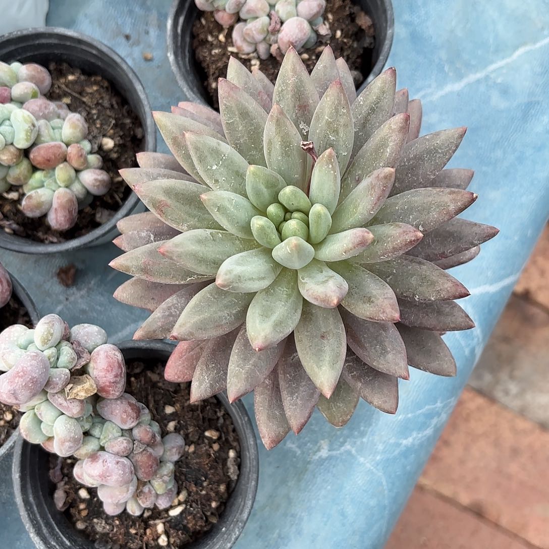 多肉植物啦啦啦啦啦啦啦