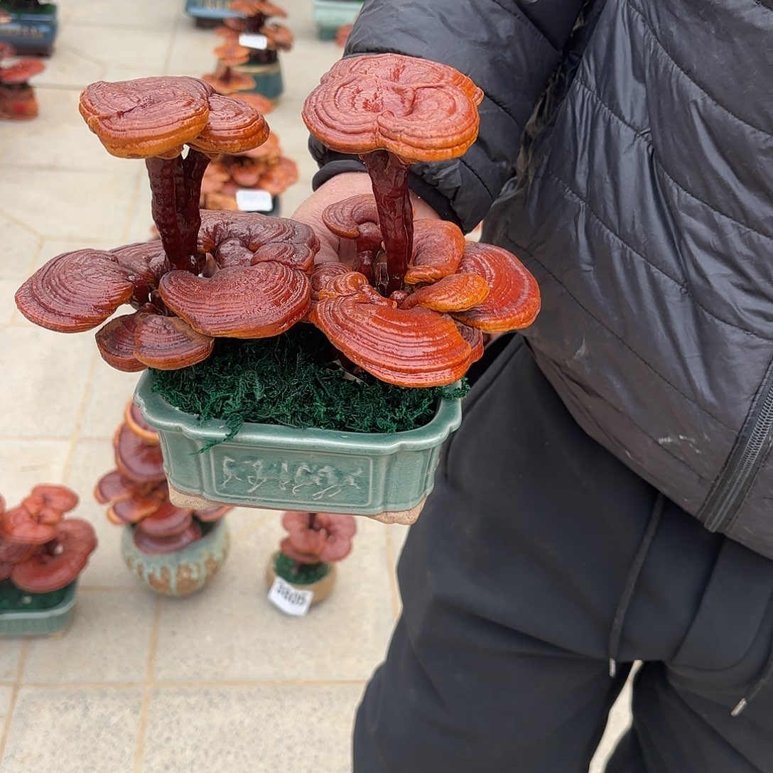 无花朵灵芝是我国著名植物