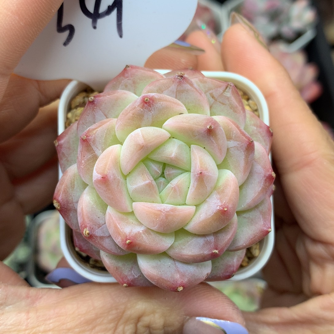 糖心单头多肉植物349