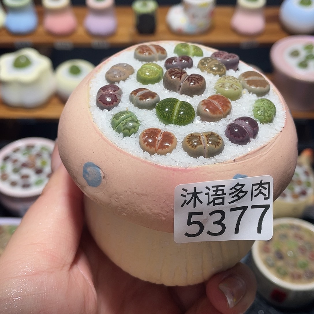 带盆土植物 一物一拍5377