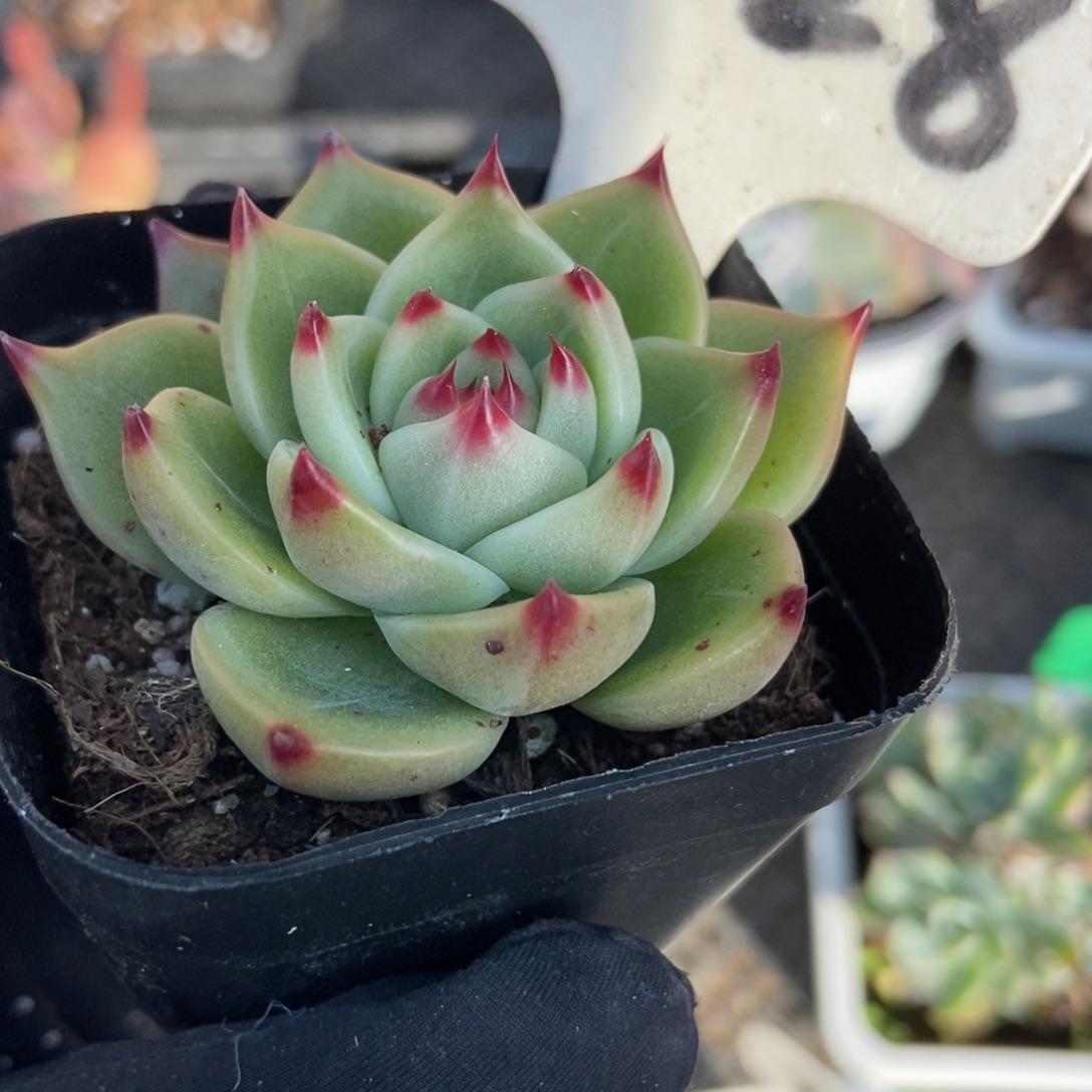 2028蓝龙多肉植物