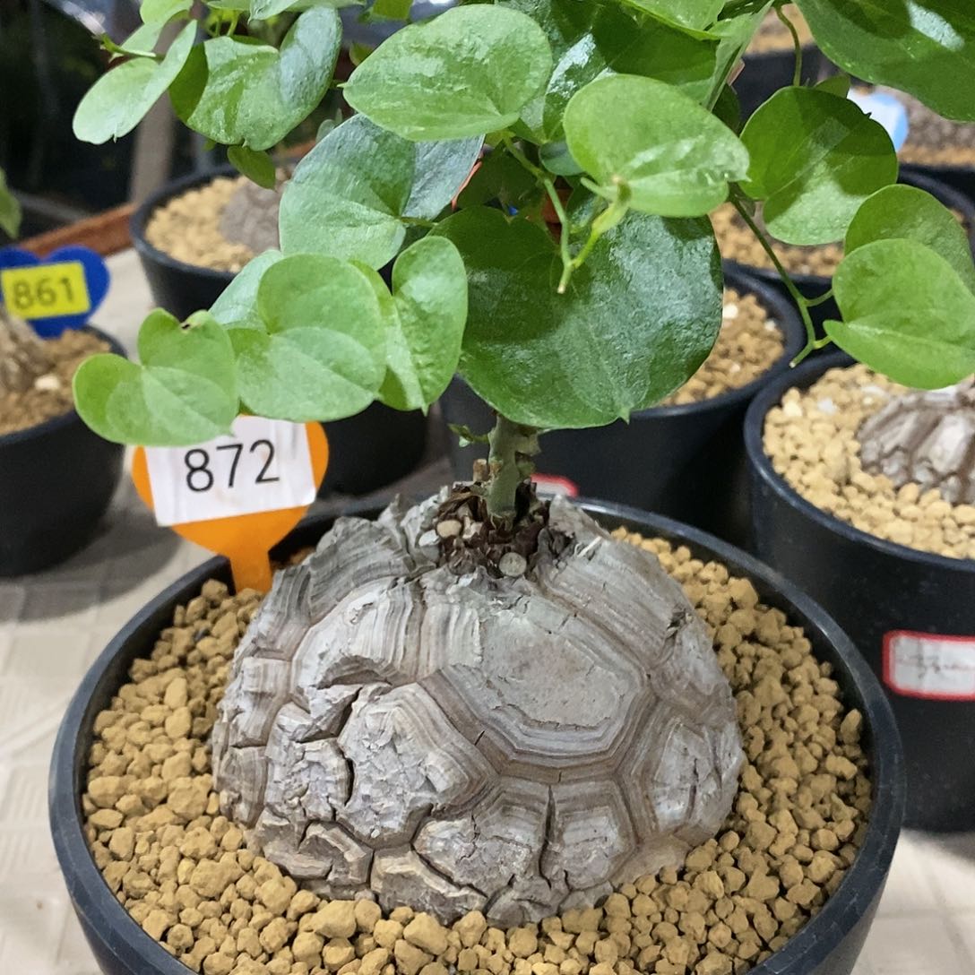 南非龟甲龙龟甲龙