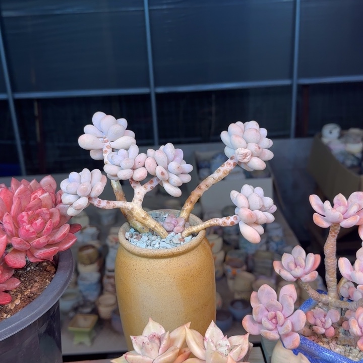 桃蛋多肉植物zrghghj