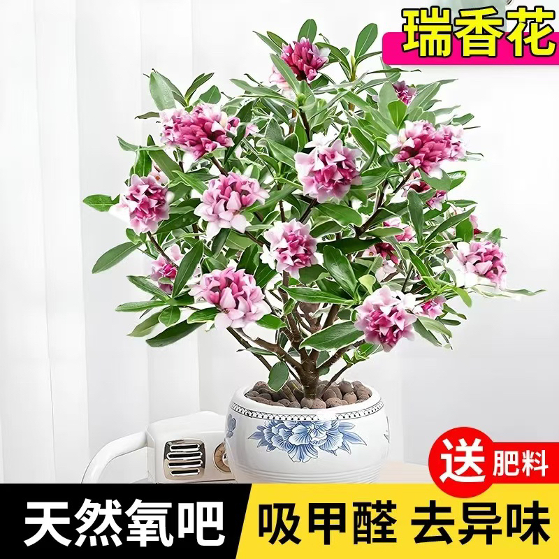 高度30左右十九点九金边瑞香四季常青浓香花卉绿植盆栽