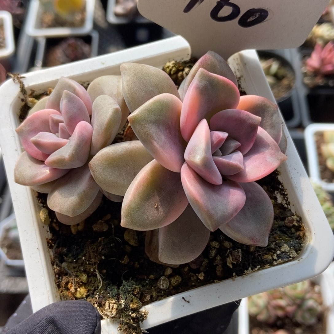 160紫乐锦多肉植物保护