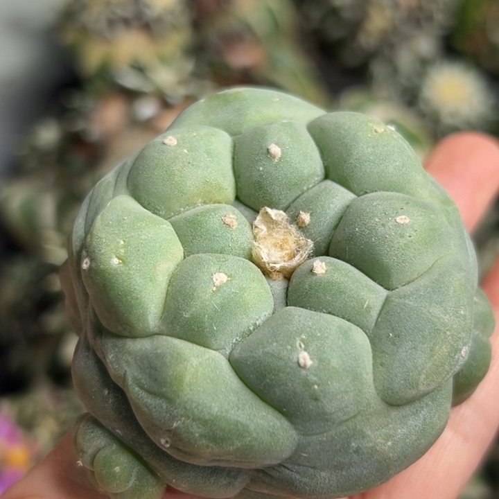 98 可帮发根可发货