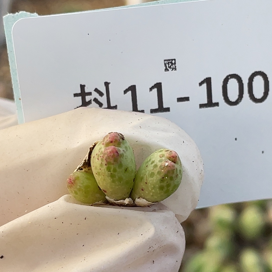 11-100草莓斑马肉锥