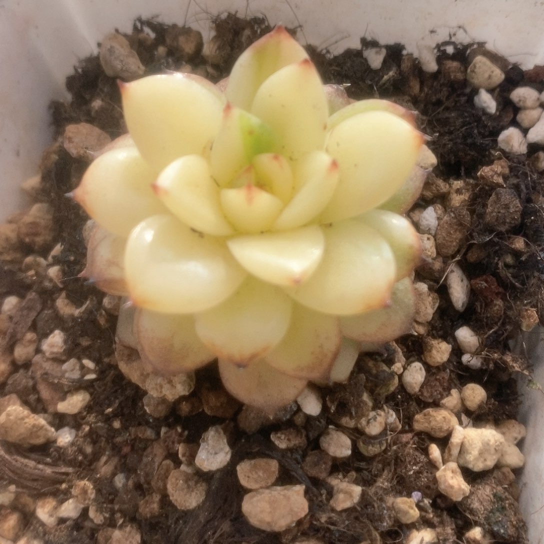 052黑水晶锦锦锦锦