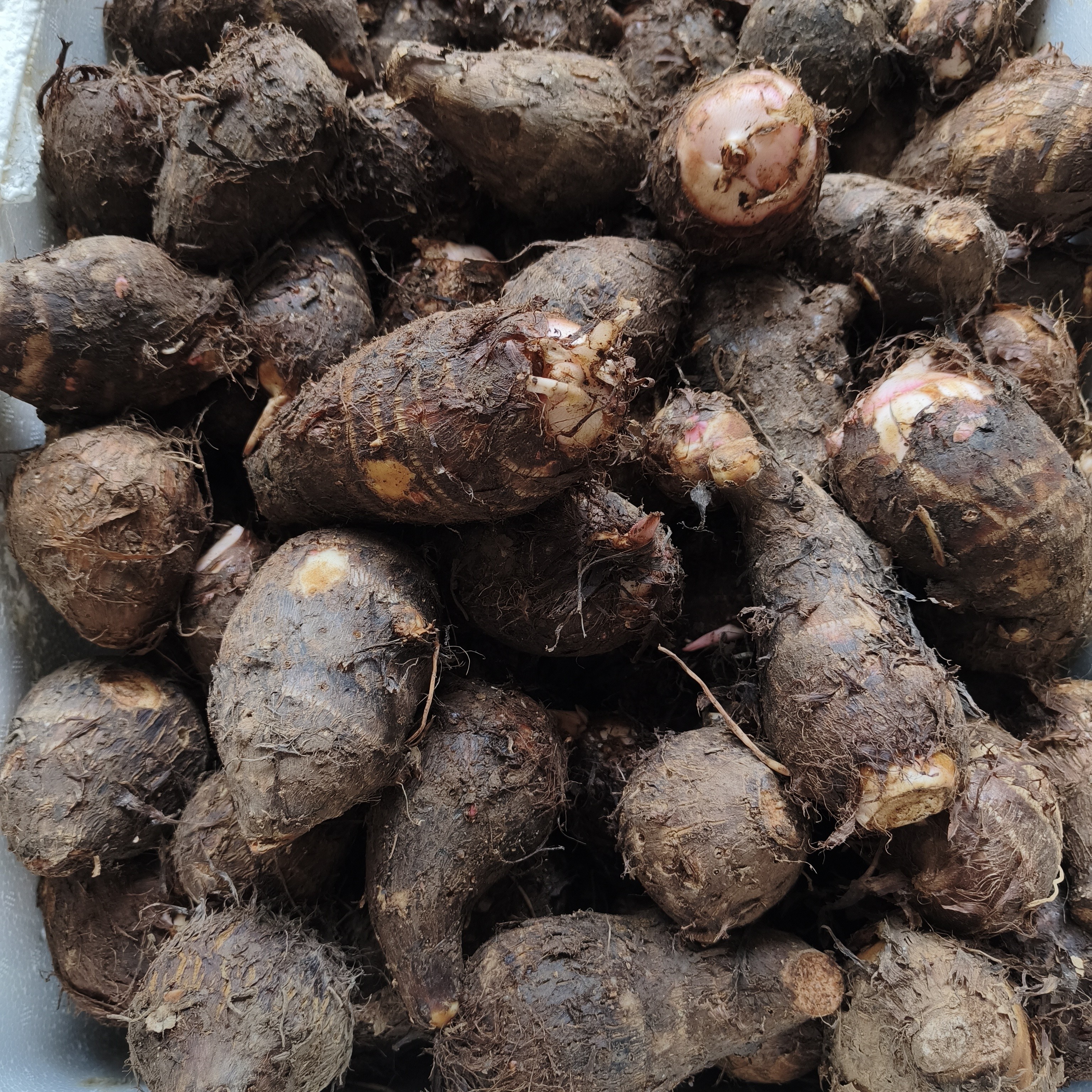 连州高山番薯，红芽芋头粉糯香