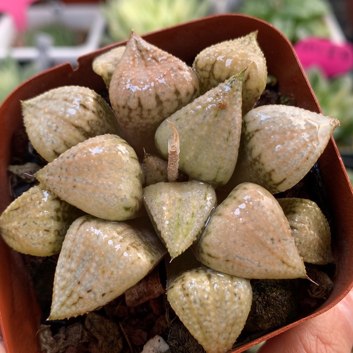 世界一号带盆包邮的