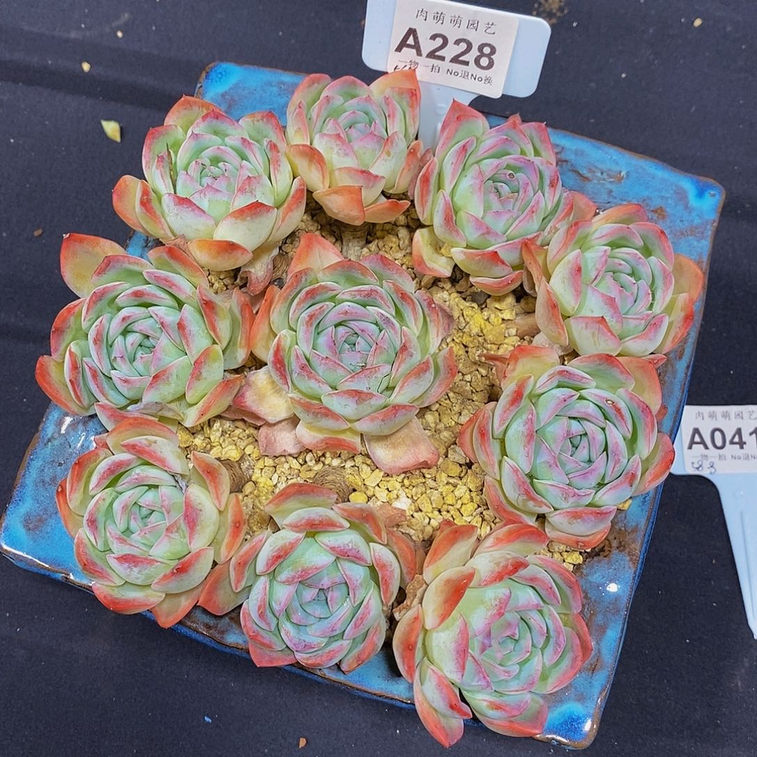 桃***桃A228冰沙朵朵缀发货