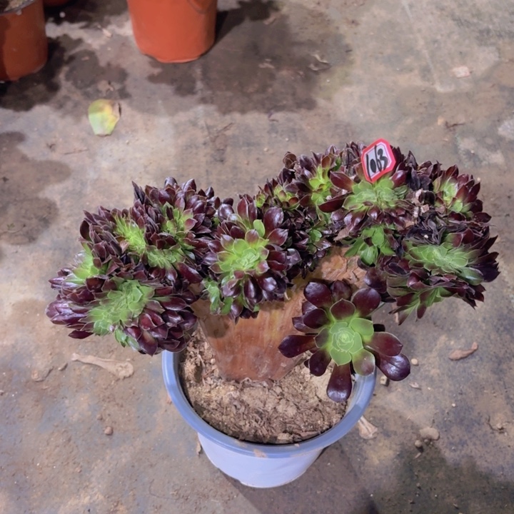 一物一拍绿欧缀1063