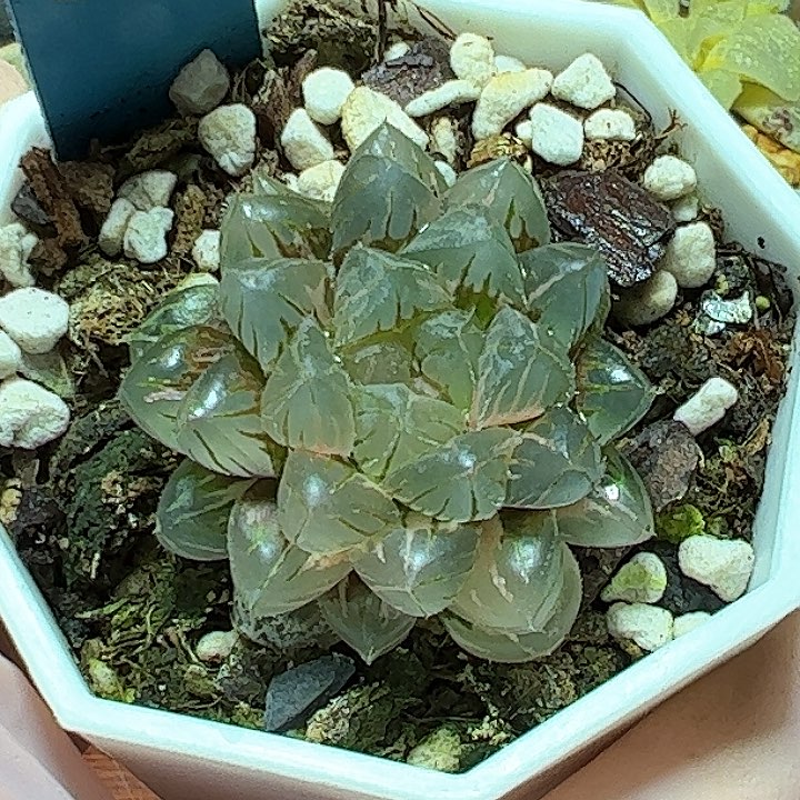 恭喜发财大吉大利0224多肉