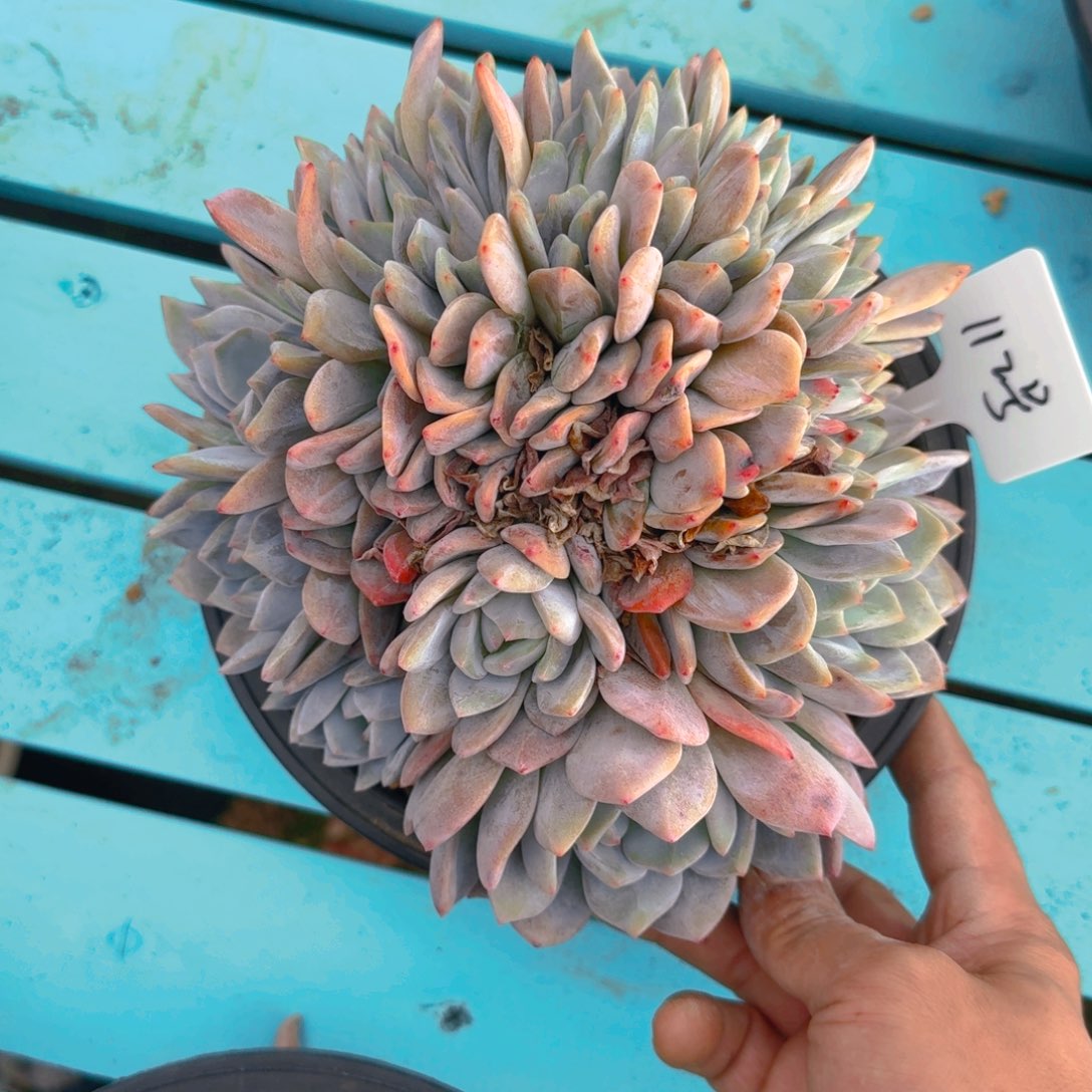 112号多肉111111111