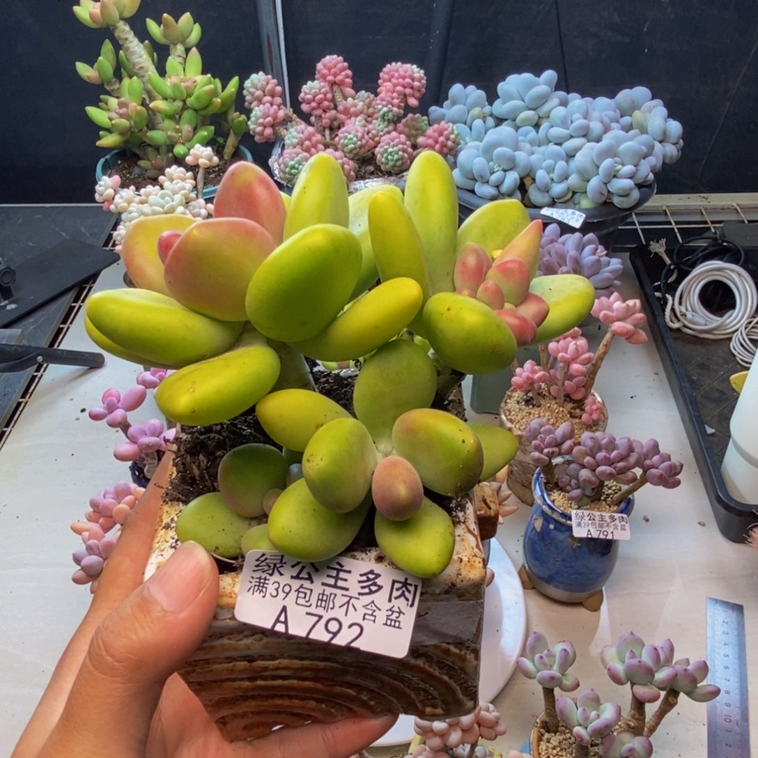 792芒果奶多肉10c m