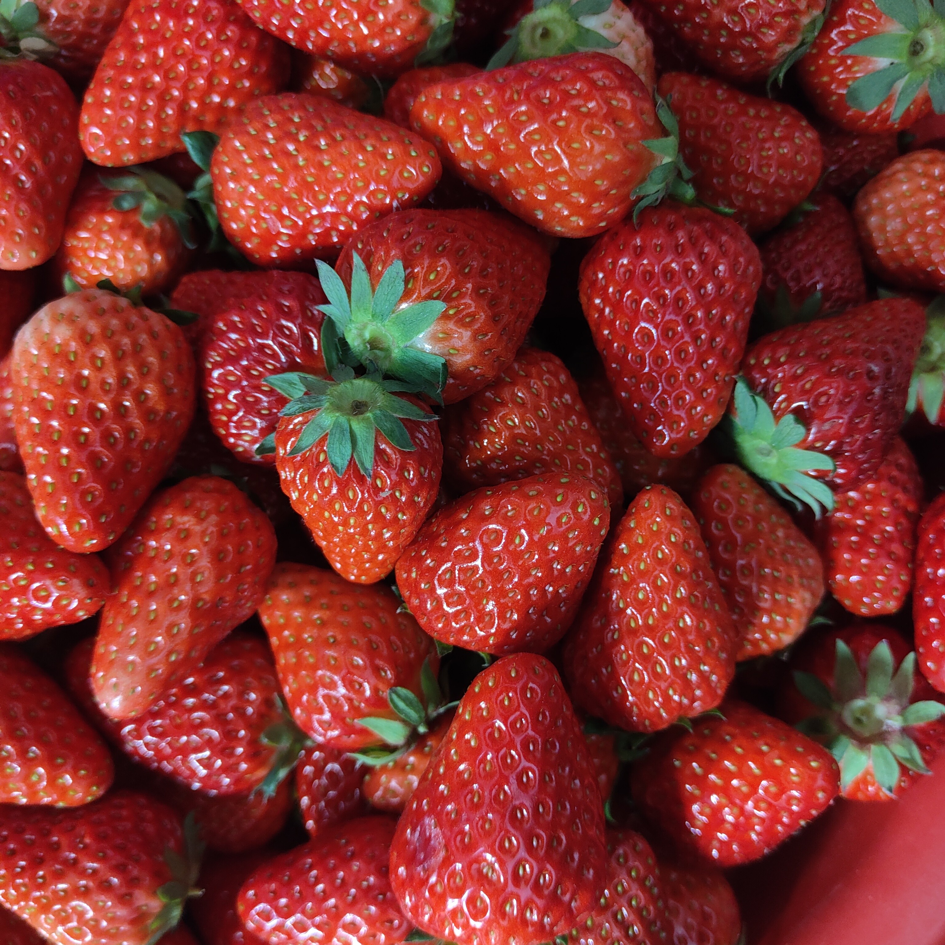 (2斤装大果)山东本地红颜草莓)30元一盒香甜