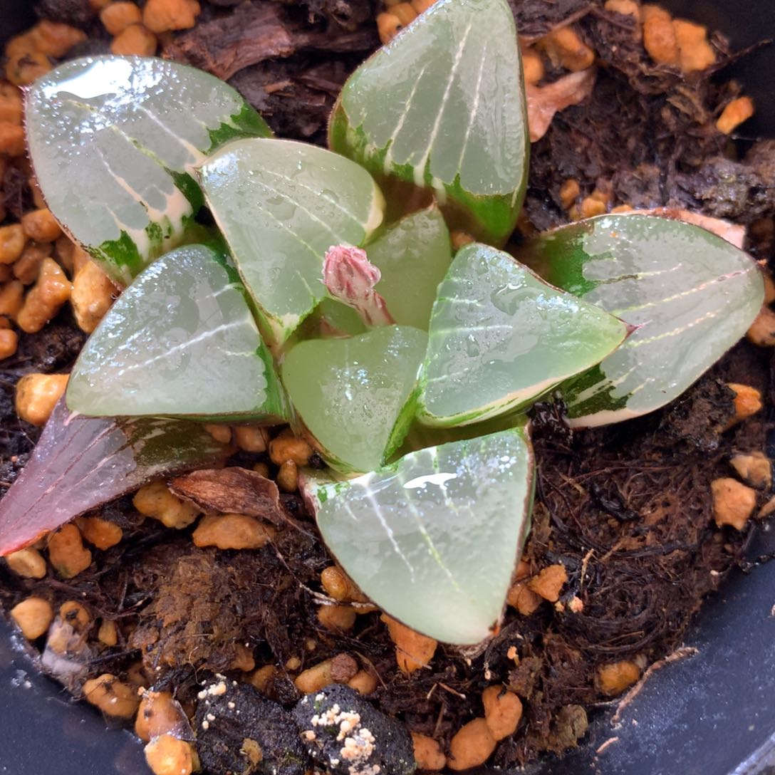 光面克锦，带盆发货