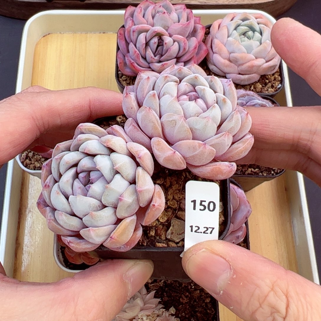 好好看150、哈哈哈哈