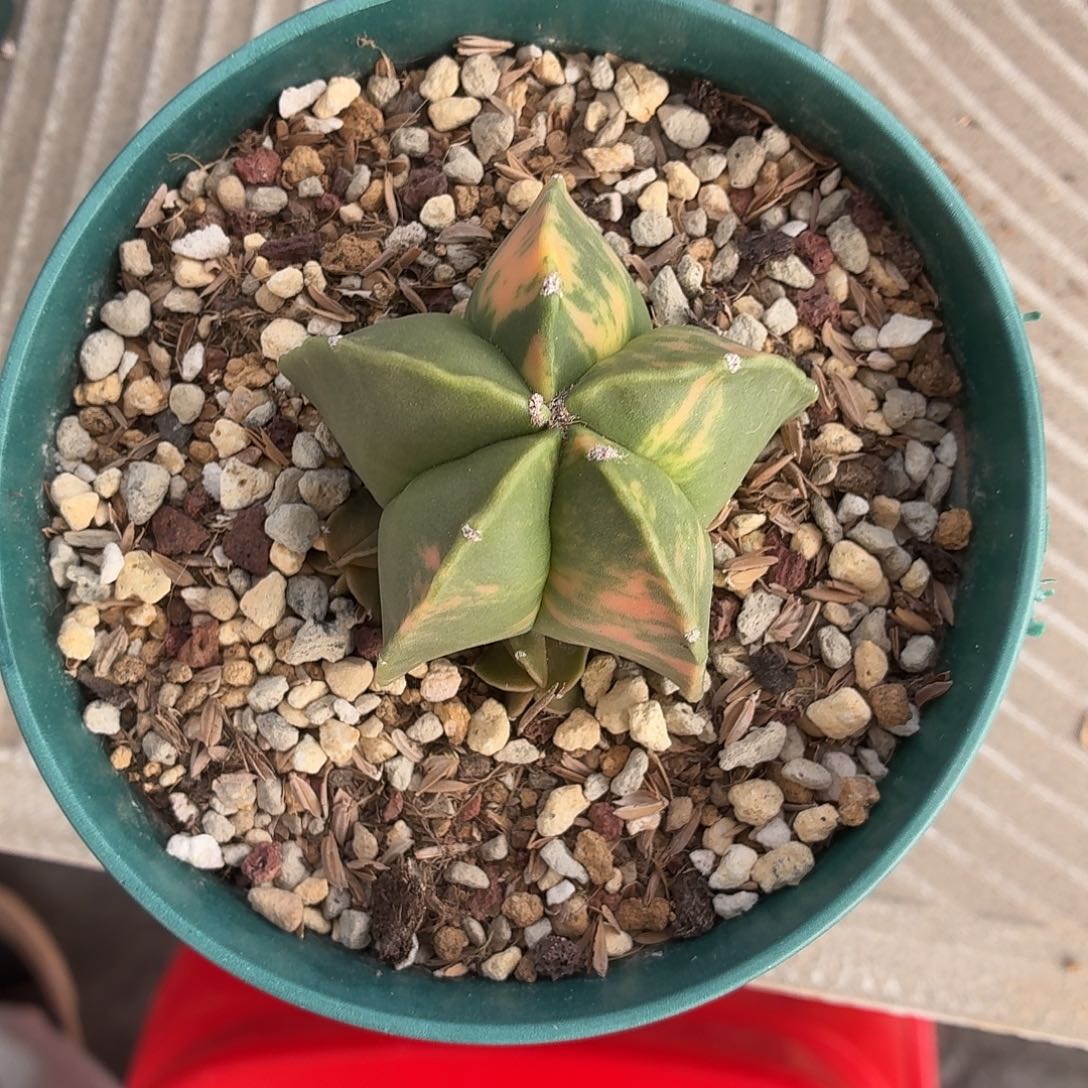 大***城无花朵鸾凤玉锦！！！！