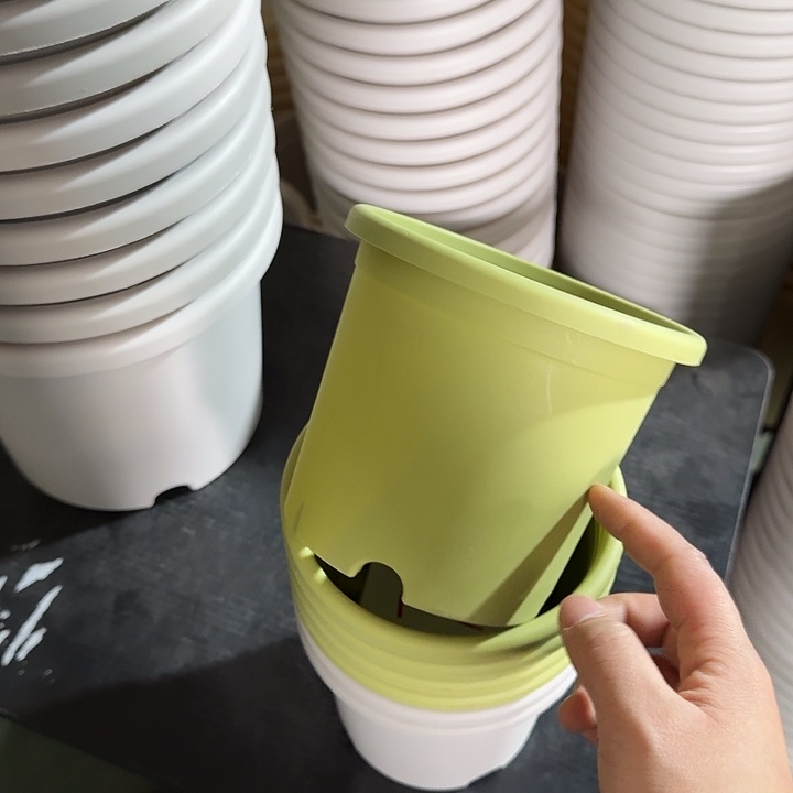 四季1#果绿10个无托