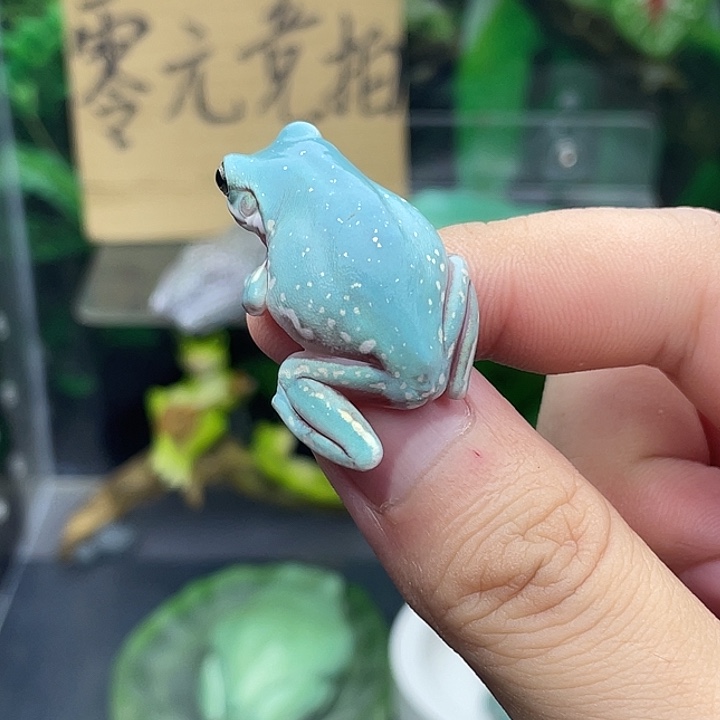 老爷树蛙6号薄荷蓝