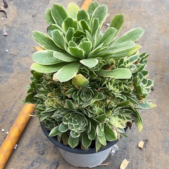 艳凝多肉植物119