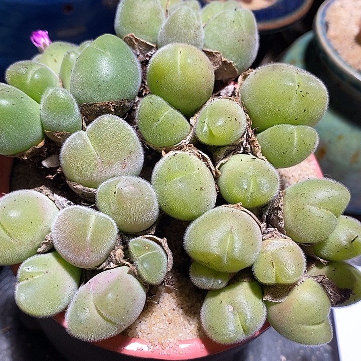 毛翠滴群生母本一颗