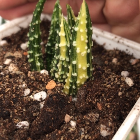 泪珠锦硬叶锦锦锦