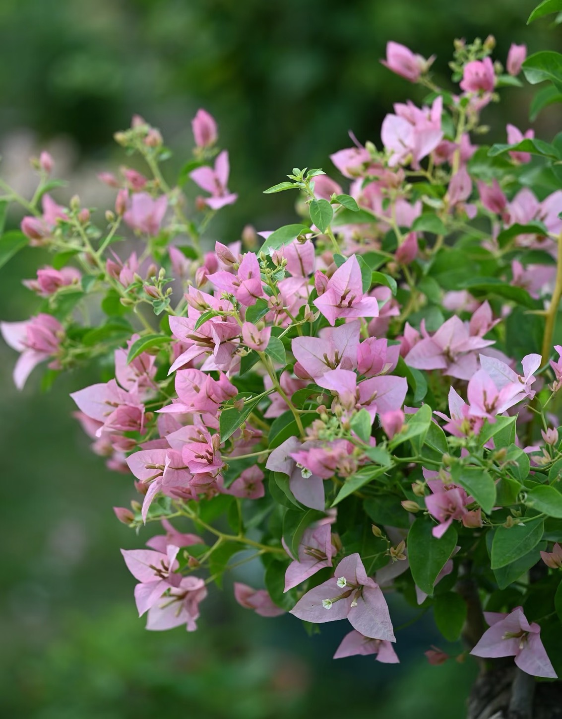 【丝绸】软枝条粉色系可垂钓观赏耐活三角梅