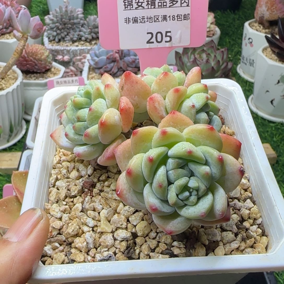 锦安精品多肉编号205
