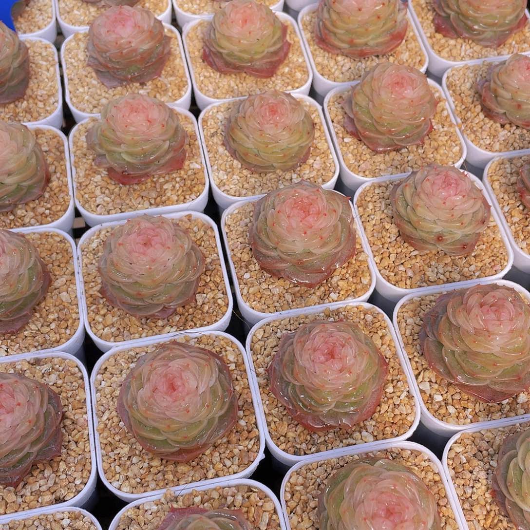 量拍76号 冻唇蜜珍妮单头一个