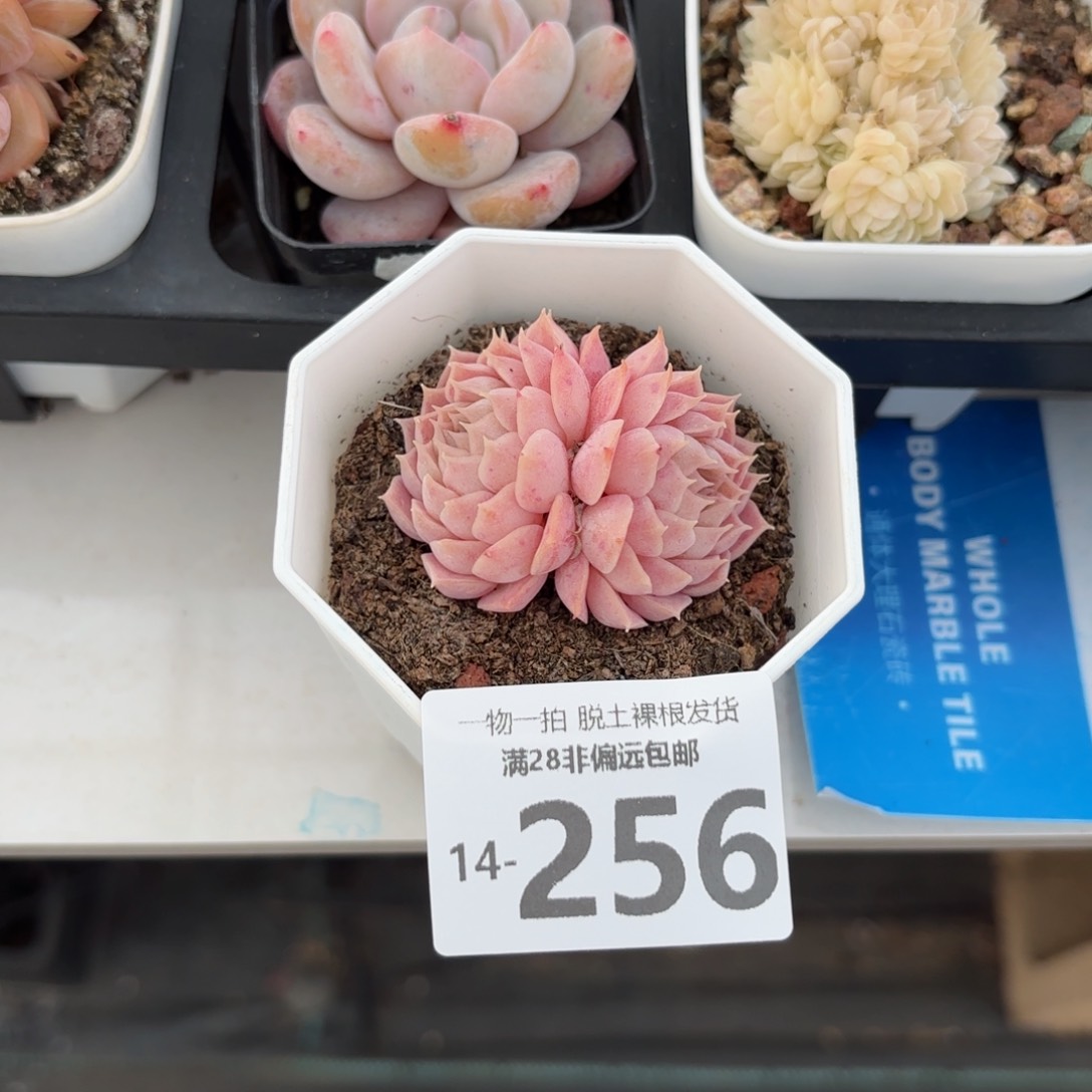 朱砂痣多肉多肉多肉多