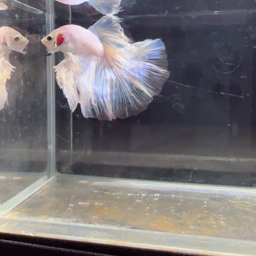 斗鱼浅色特殊尾hhhh