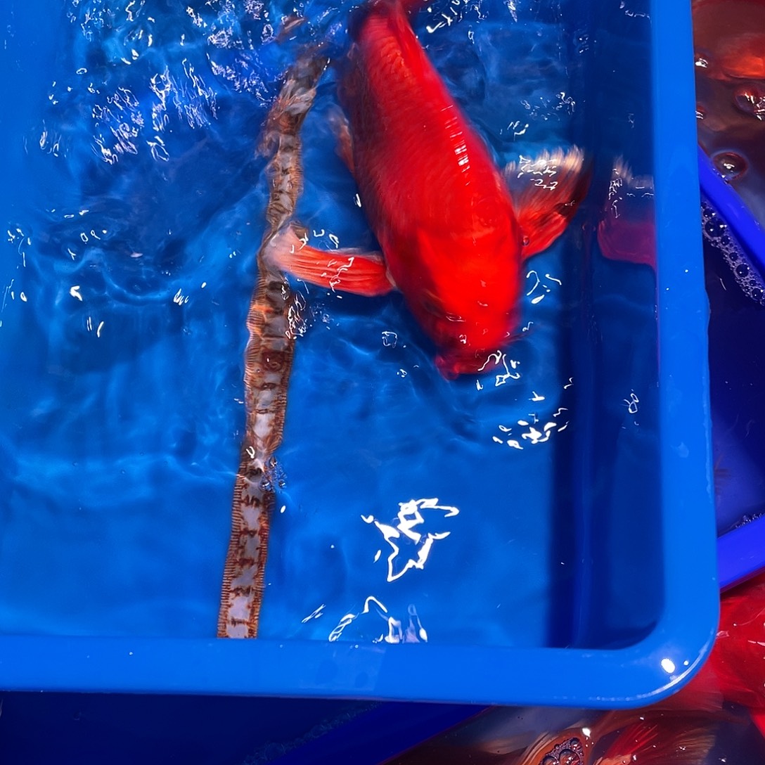 海水鱼观赏鱼精品