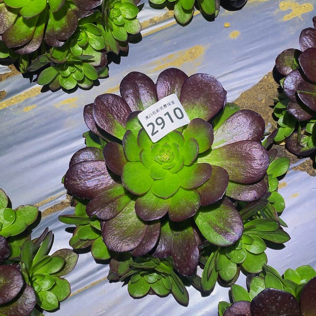 2910黑寡妇多肉植物