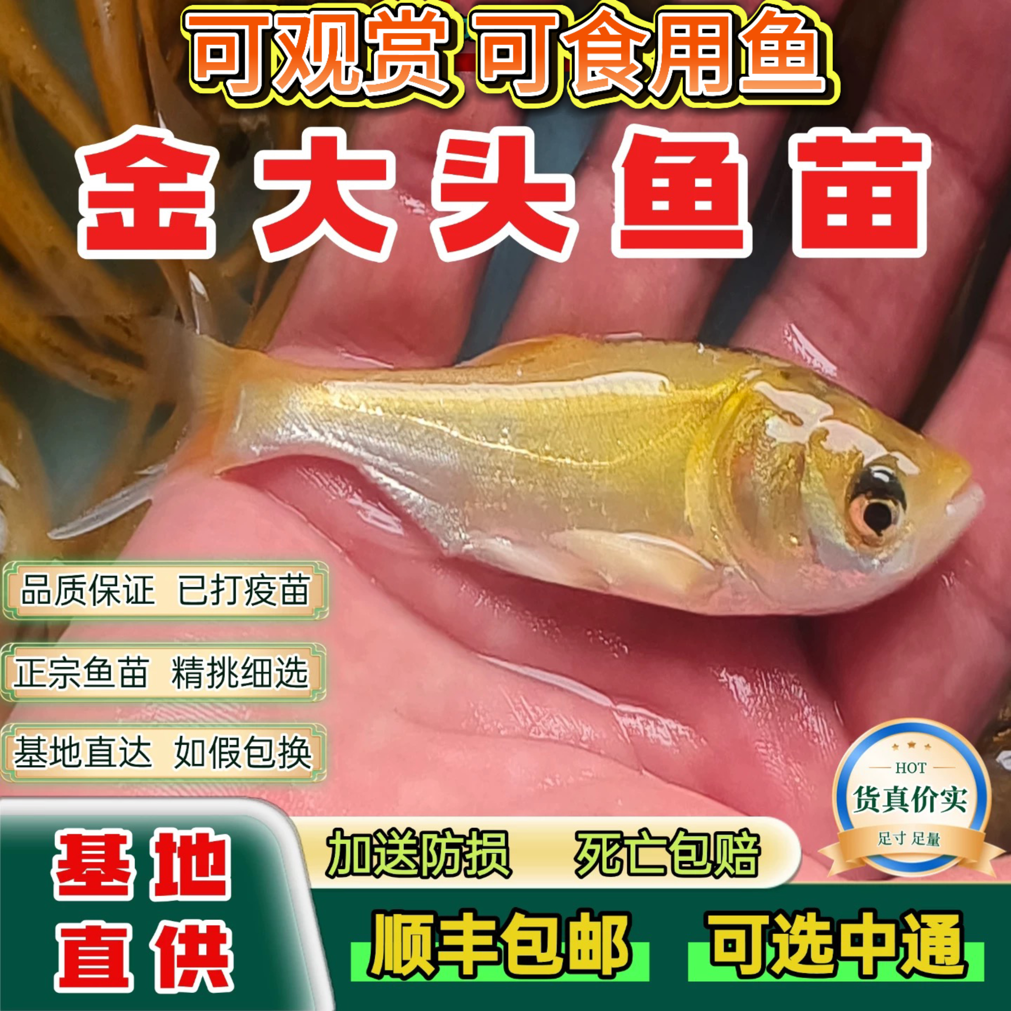 黄金大头鱼金丝花鲢鱼苗活体淡水观赏鱼可食用鱼