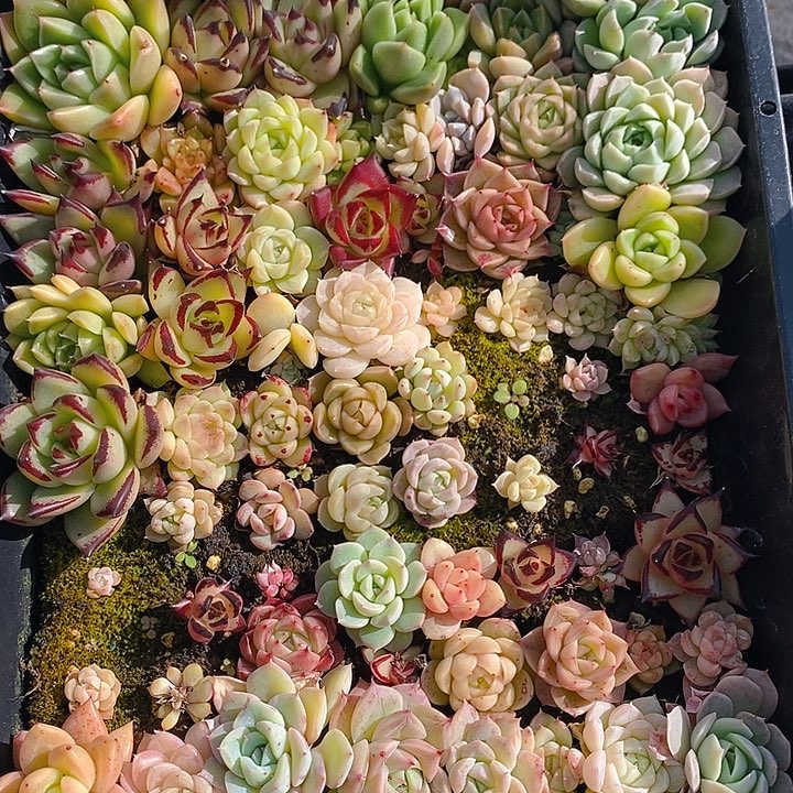 127 多肉植物盆栽花卉盆栽