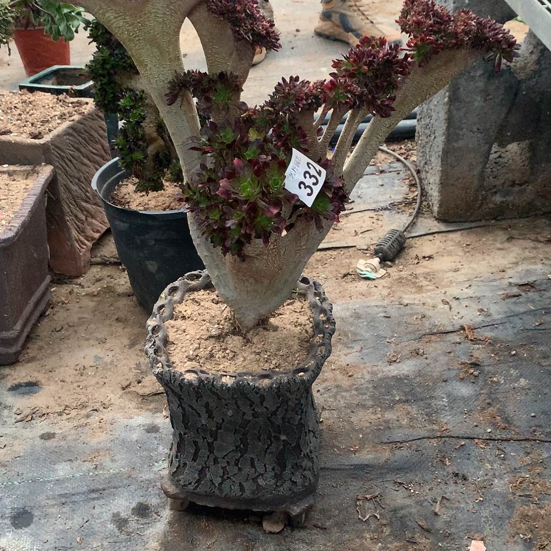 ?****?332黑法师缀化缀化