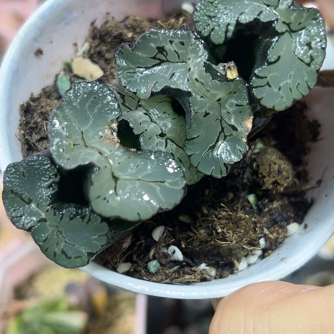 葵玉前玉扇十二卷多肉