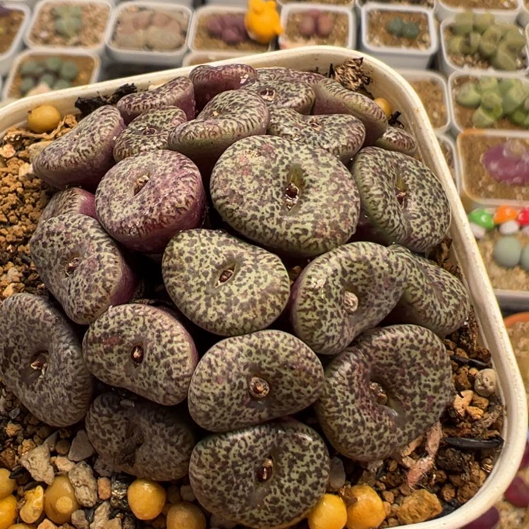 89多肉植物百科知识