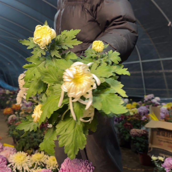 完全开放3044白夔龙混白色白色黄芯