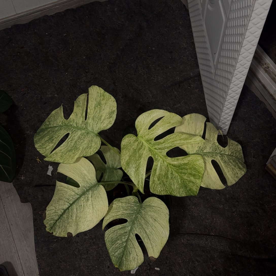 不开花植物全锦薄荷龟