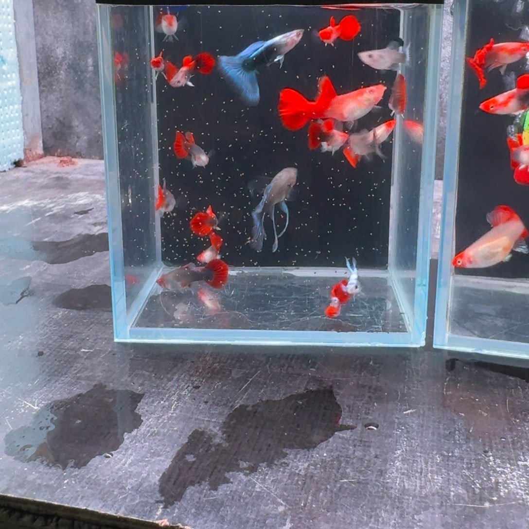 孔雀鱼清缸全家福20条