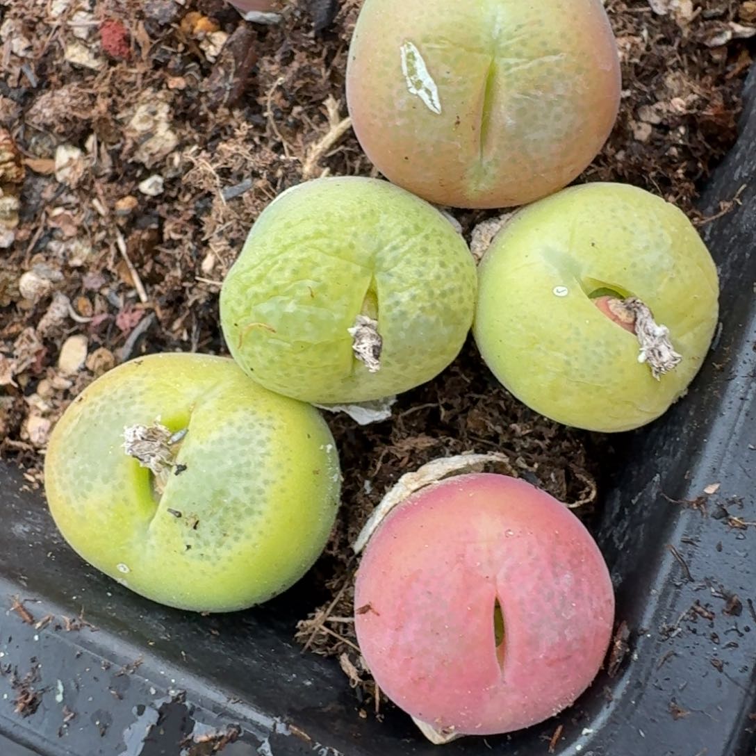 274五颗大翠光哦渐入佳境