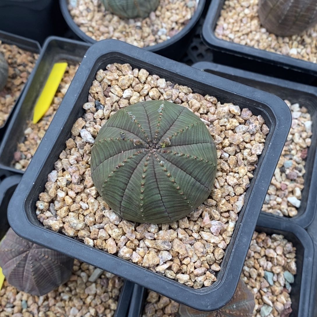 9 欧系实生布纹球多肉植物