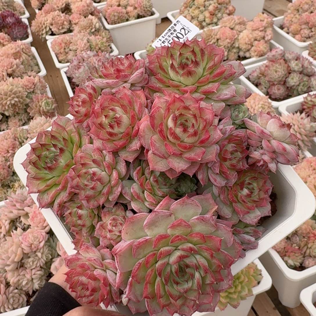 一物一拍的15002