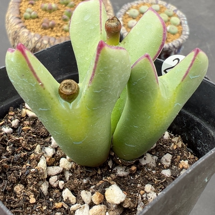 280号这颗多肉有点好看