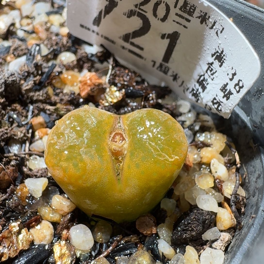 Sss精品系列清仓721